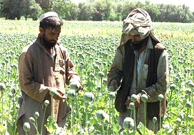 Culture de l'opium en Afghanistan